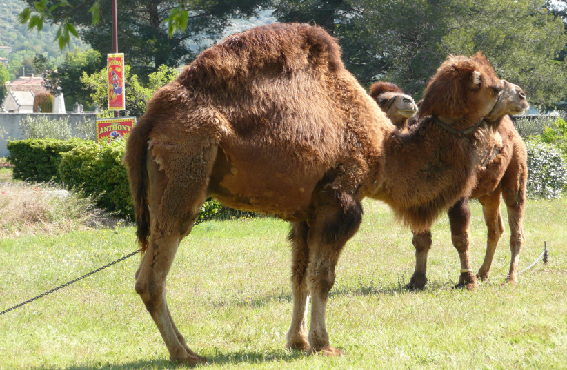  Camel dromedary hybrid, May 2018. (photo credit: Wikimedia Commons)