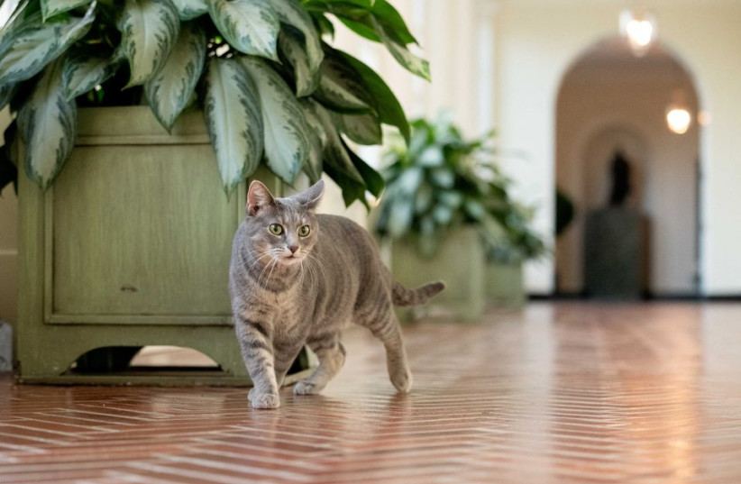  Willow, U.S. President Joe Biden and first lady Jill Biden’s new pet cat, is seen in a White House handout photo as she wanders through the halls of the White House in Washington, U.S., January 27, 2022. (credit: ERIN SCOTT/REUTERS)