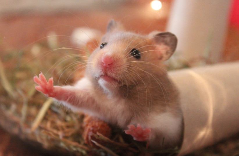 Hamsters are popular pets around the world, but they may be able to spread COVID-19 (illustrative). (photo credit: PIXABAY)