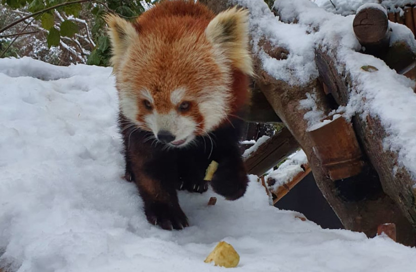  Wine, one of the red pandas at the Jerusalem biblical zoo, plays in the snow during Storm Elpis, January 27, 2022.  (credit: MICHAEL BENBENISTY)