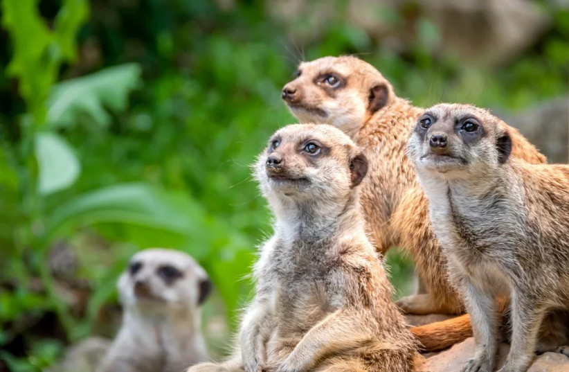 A group of meerkats. (photo credit: PIXABAY)
