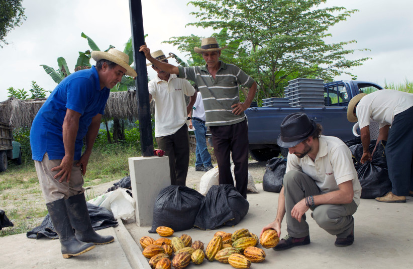 Austrian man Carl Schweizer (R) trades cocoa cobs and beans with local farmers in Piedra de Plata, Ecuador, June 4, 2016. (credit: REUTERS/GUILLERMO GRANJA)