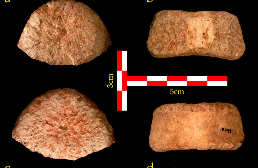  A top (a), rear (b), bottom (c) and front (d) view of the vertebra discovered at 'Ubeidiya (photo credit: Dr. Alon Barash)