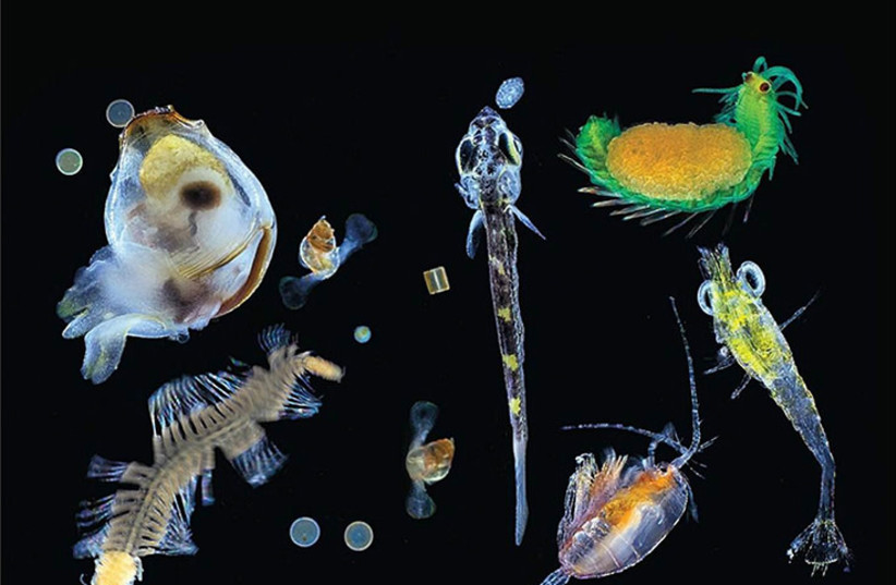  Plankton is a very diverse species in the ocean. (photo credit: Christian Sardet/CNRS/Tara expeditions)
