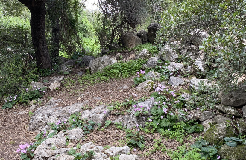  A rare natural trail in the Jerusalem Forest. (credit: ROBERT HERSOWITZ)