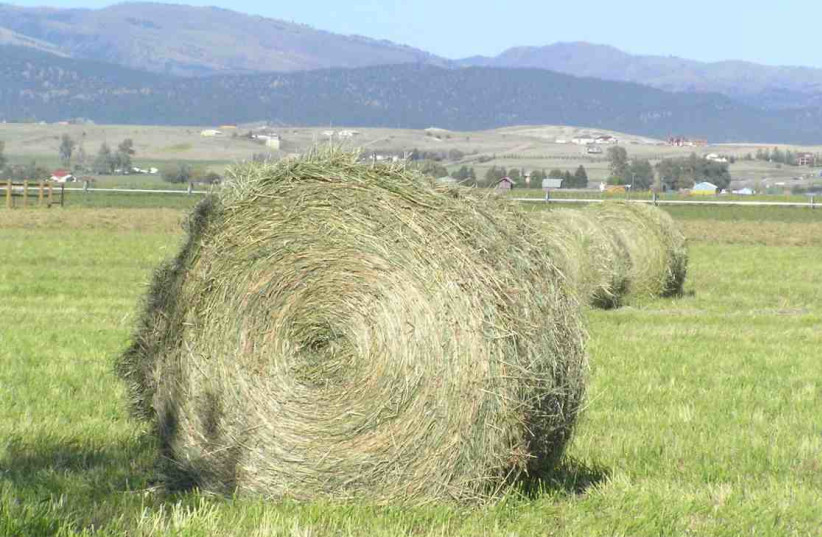  A bale of hay untouched by rain. (credit: MONTANABW/WIKIPEDIA)