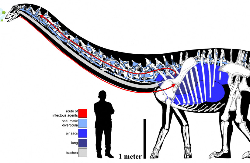  A handout illustration shows the elaborate and circuitous pulmonary complex of an individual sauropod dinosaur that lived 150 million years ago in what is now Montana, with the possible route of infection. (credit: Courtesy of Woodruff et al. (2022) and Corbin Rainbolt/Handout via REUTERS)