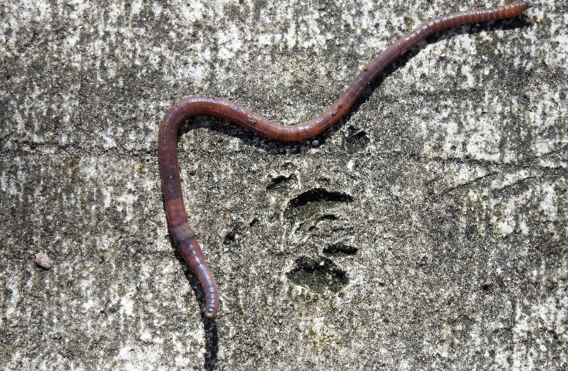  A worm (illustrative). (photo credit: PIXABAY)
