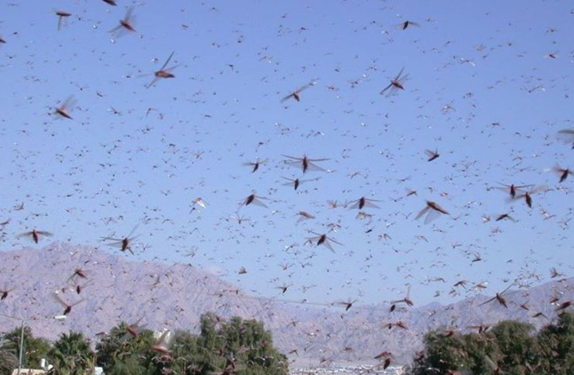  Group of locusts (photo credit: Prof. Amir Ayali/TAU)