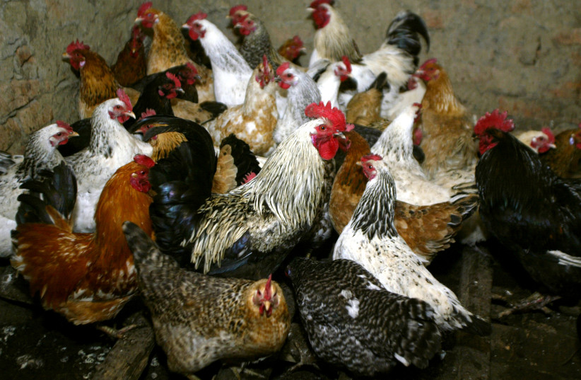   Des poulets attendent d'être vaccinés contre la grippe aviaire dans la colonie de Peredovoi à 100 km (62 miles) de la ville de Stavropol, dans le sud de la Russie, le 11 mars 2006. (Crédit : EDUARD KORNIYENKO/REUTERS)