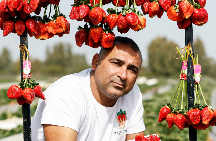  Israeli farmer Tzahi Ariel presents his Strawberries after a giant strawberry, weighing 289 gram and grown by him in Israel, sets a new Guinness record. (credit: AMIR COHEN/REUTERS)