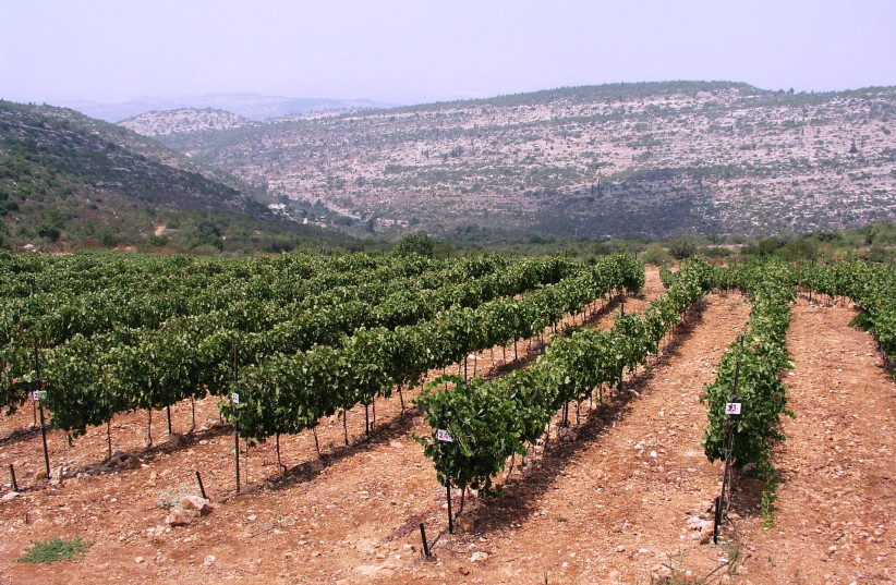  THE SHORESH vineyard high up in the Judean Hills, one of Israel’s most famous wine vineyards. The vine can be surprisingly versatile. (photo credit: TZORA VINEYARDS)