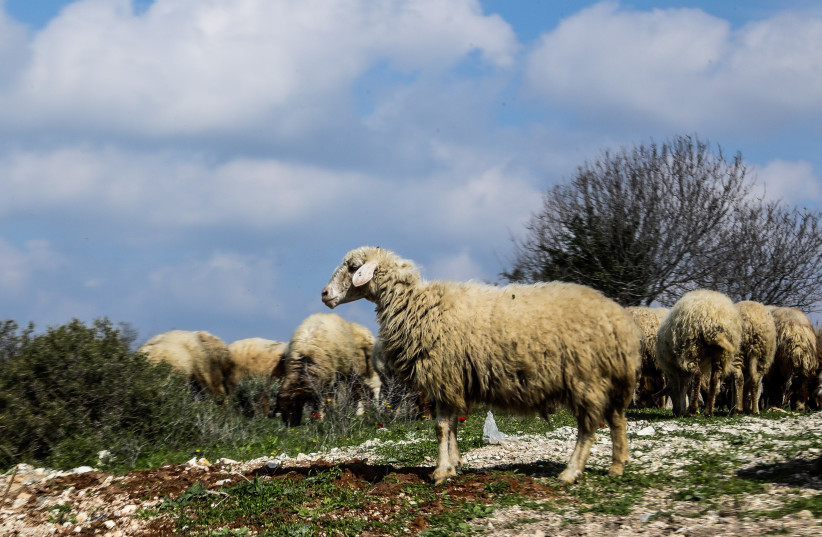  Flock of sheep at Tel Yarmuth (credit: MARC ISRAEL SELLEM)