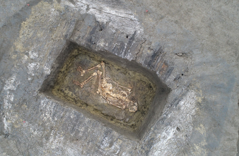  Remains of one of the 'robust men' unearthed in the burial mounds in Šajkaška, Serbia (credit: P. Włodarczak)