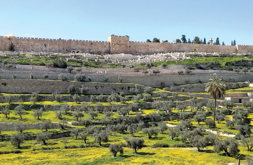  THE KIDRON Valley showing the Ottoman walls of the Old City.  (photo credit: GIL ZOHAR)