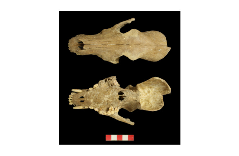   Chalcolithic dog cranium from El Casetón de la Era archaeological site. (credit: CARLOS FERNANDEZ-RODRIGUEZ)