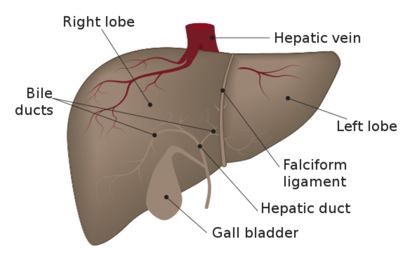  Liver diagram (photo credit: Wikimedia Commons)