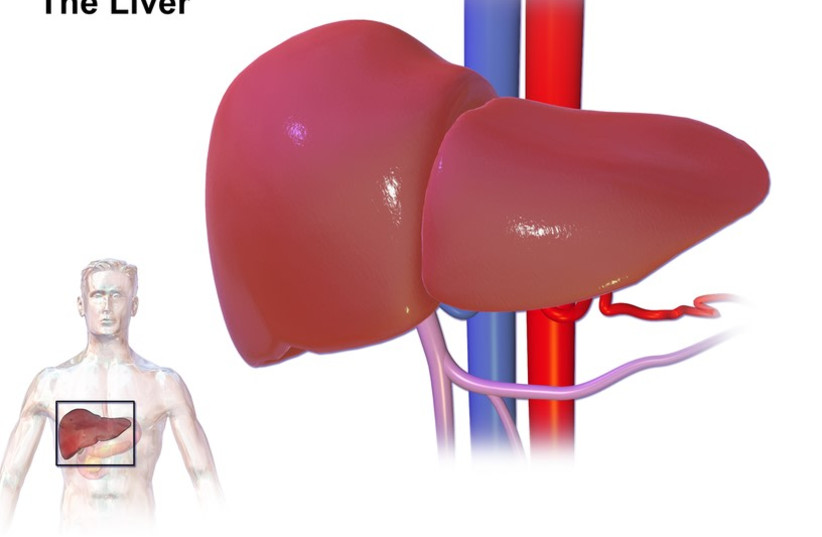  Liver diagram (credit: Wikimedia Commons)