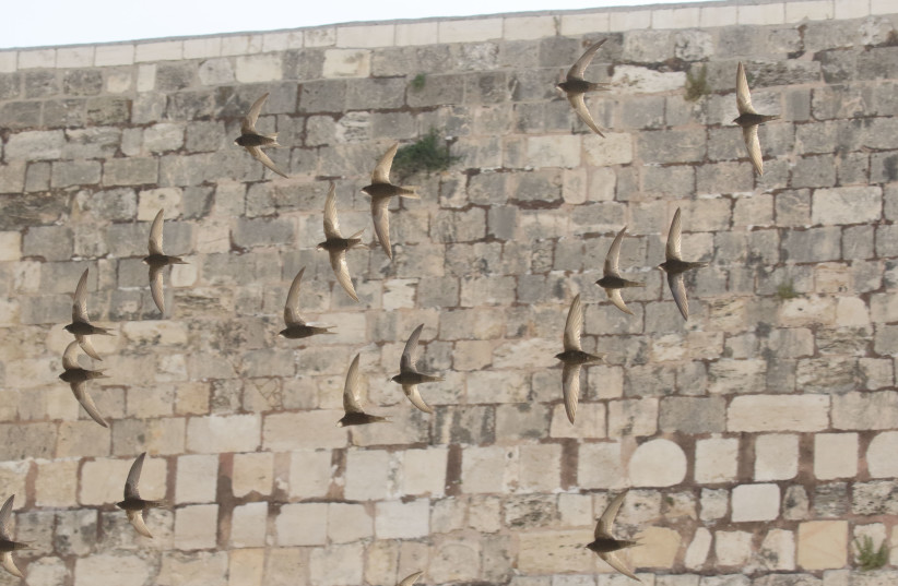  A flock of common swifts flying near the Western Wall in Jerusalem (credit: AMIR BALABAN)