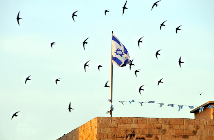  A flock of common swifts flying near an Israeli flag in Jerusalem (photo credit: AMIR EZER)