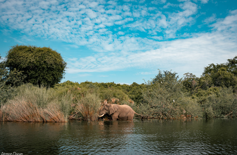  An elephant in the Ihema lake in the Akagera National Park. (credit: ATZMON DAGAN)
