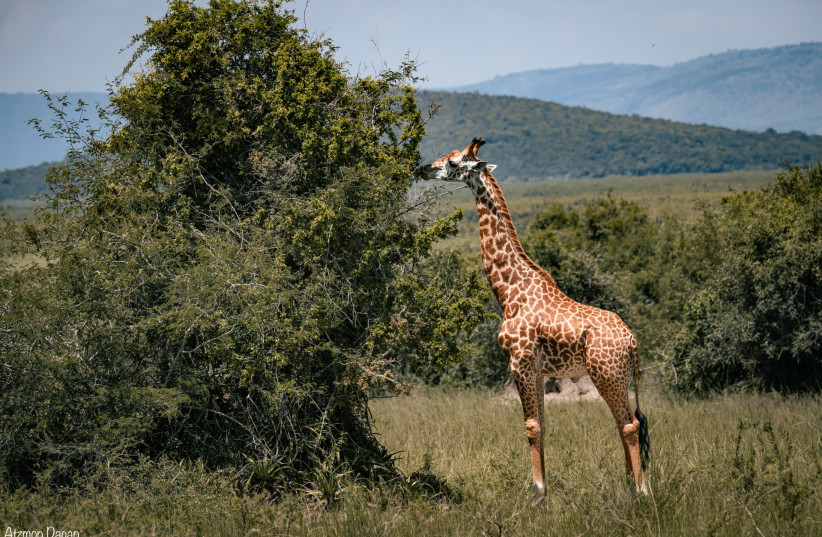  A giraffe in the Akagera National Park.  (photo credit: ATZMON DAGAN)