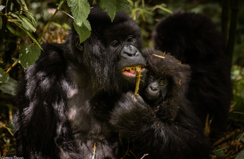  A mountain gorilla in the Volcano National Park.  (credit: ATZMON DAGAN)