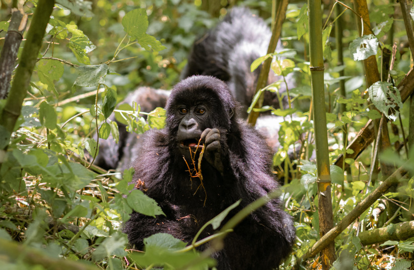  A mountain gorilla in the Volcano National Park.  (credit: ATZMON DAGAN)