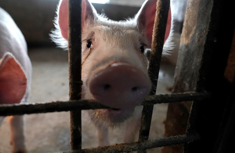  A pig pictured in a pigpen at a village in Henan province, China January 13, 2020 (photo credit: REUTERS/JASON LEE)