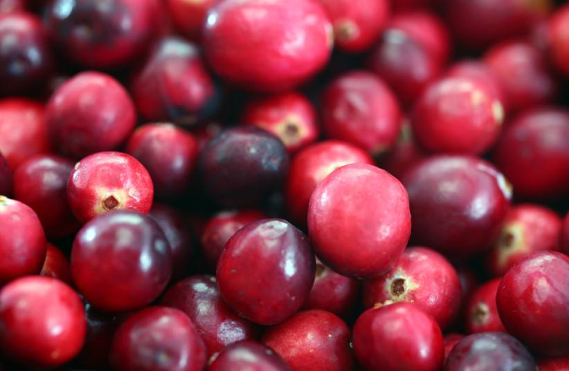 Cranberries grown and harvested in Massachusetts, USA (photo credit: Cjboffoli/Wikimedia)