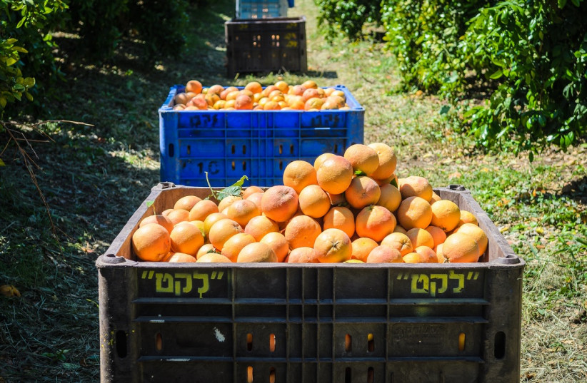  Surplus agricultural produce rescued by Leket Israel (credit: LEKET ISRAEL)