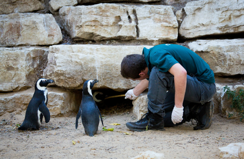  A worker of the Ramat gan safari feeds the penguins at the safari, September 12, 2014 (credit: MOSHE SHAI/FLASH90)