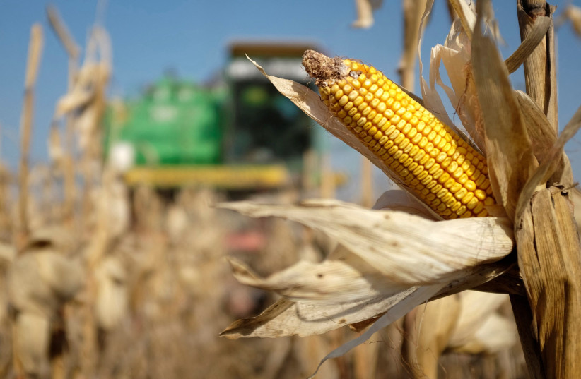   A combine machine harvests corn in a field near the village of Moskovskoye, outside Stavropol in southern Russia, October 14, 2014.  (photo credit: REUTERS/Eduard Korniyenko/File Photo)