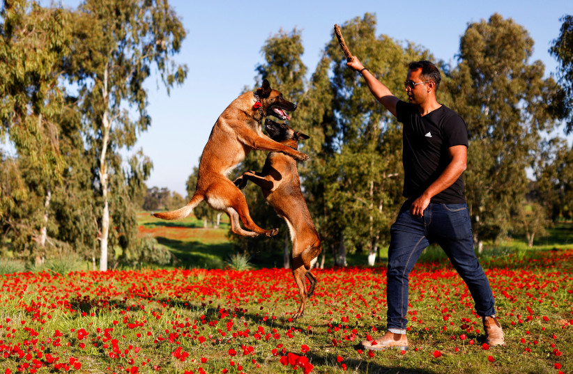  A man and his doc frolic in an anemone (kalaniyot) field near Kibbutz Beeri in southern Israel. (photo credit: AMIR COHEN/REUTERS)