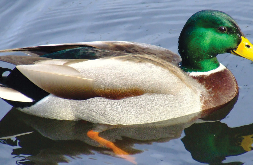  A mallard, both looking like a duck and swimming like a duck. (photo credit: WIKIPEDIA)
