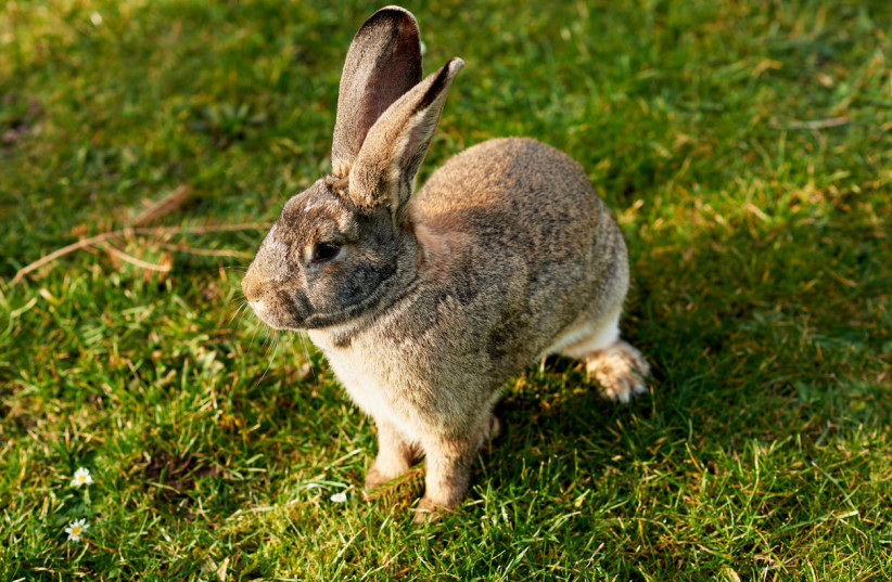 Easter bunny (illustrative) (photo credit: INGIMAGE)