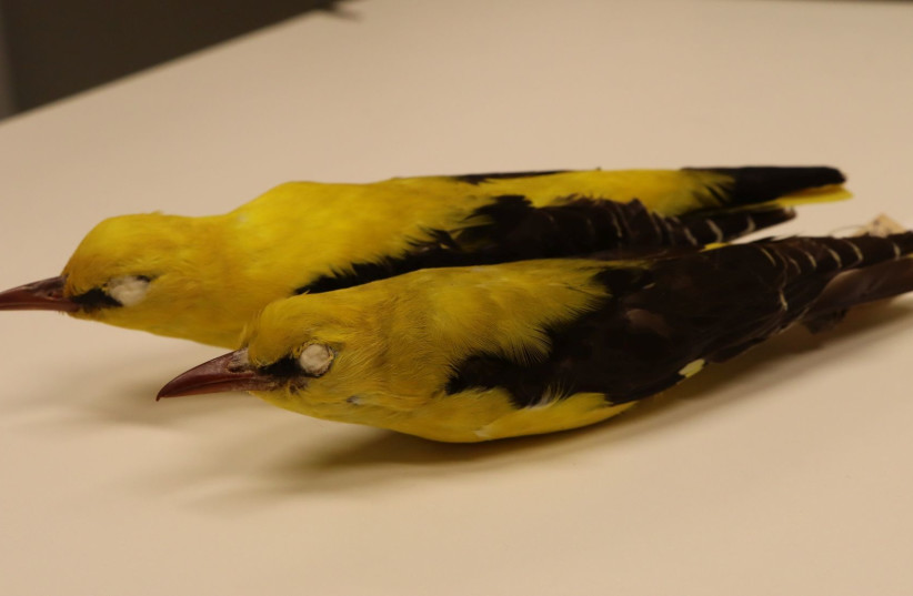 Climate change likely caused changes in bird morphology - TAU study - Vimarsana News