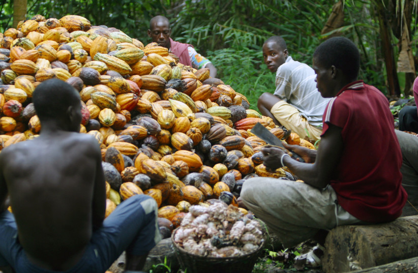  Ivorian farmers break cocoa nuts in Agboville, about 80 km (50 miles) from Abidjan the capital of Ivory Coast, December 17, 2005. (photo credit: LUC GNAGO/REUTERS)