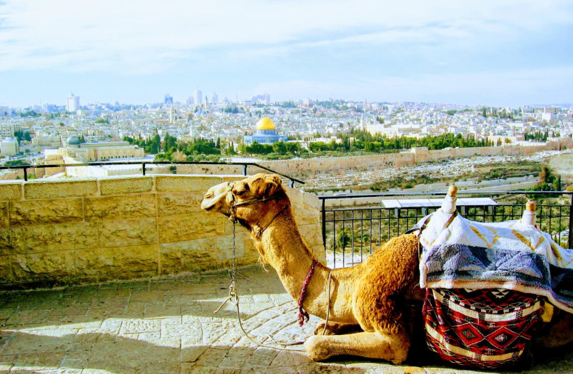 A camel sits on the Mount of Olives (photo credit: Kobi Cooper)