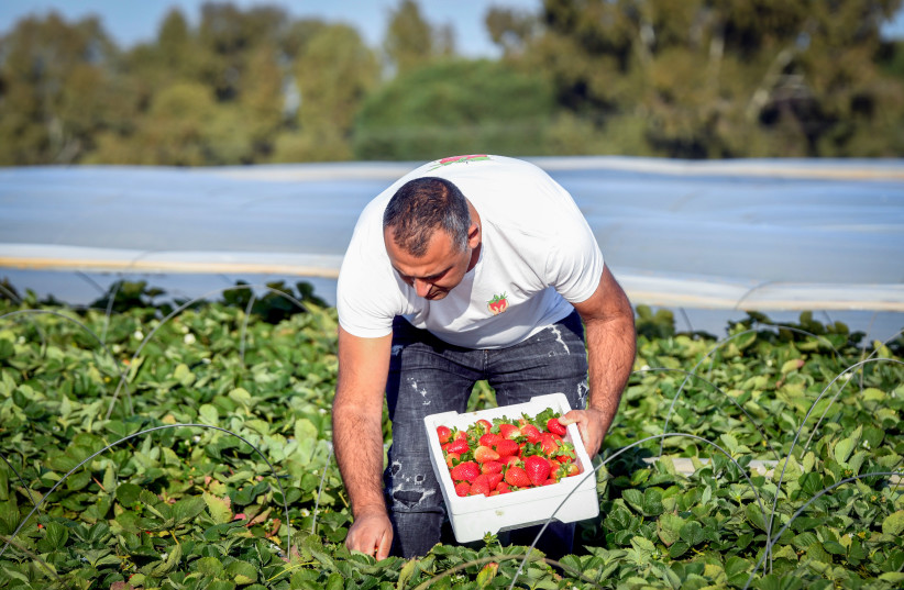  THE ANTECEDENTS for all our holidays are agricultural: Gathering strawberries near Netanya. (photo credit: YOSSI ZELIGER/FLASH90)