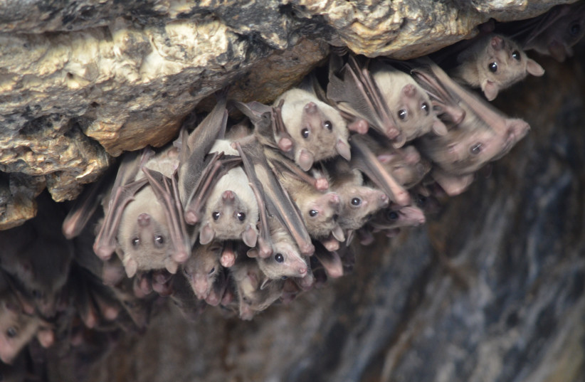 THERE ARE several endangered species of bat in Israel.  (photo credit: Dr. Eran Levin)