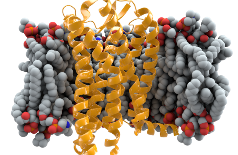  CCR5 receptor (yellow) in cell membrane (grey, modeled) (photo credit: WIKIMEDIA COMMONS/THOMAS SPLETTSTOESSER)