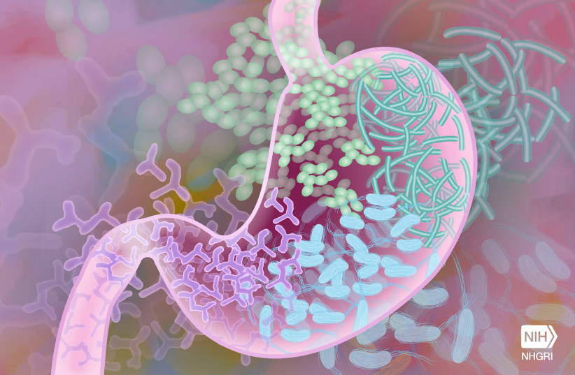  Beneficial Gut Bacteria illustrative.  (photo credit: NIH Image Gallery/Flickr)