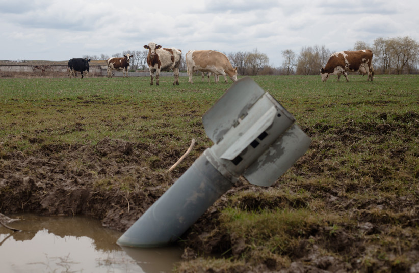  A rocket sits in a field near grazing cows on April 10, 2022 in Lukashivka village, Ukraine.  (photo credit: ANASTASIA VLASOVA/GETTY IMAGES/TNS)