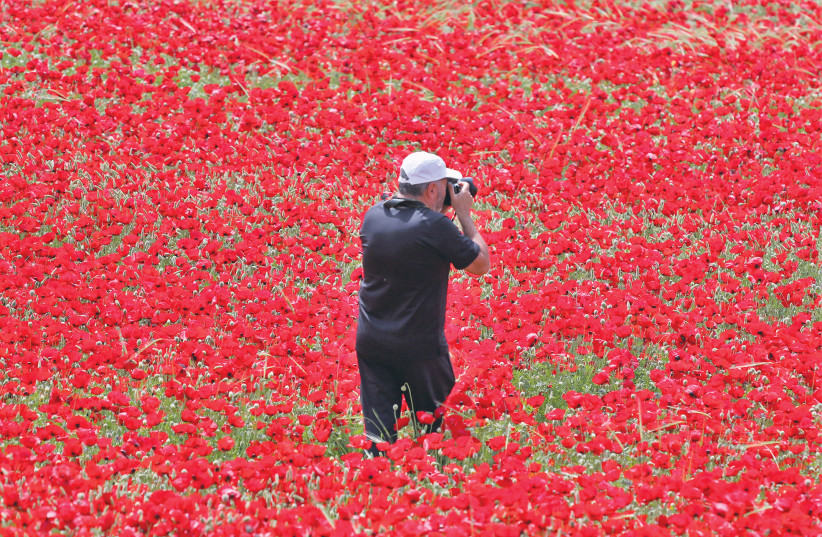 A MAN stands in the middle of a field of poppies in the Elah Valley on April 23 and takes photos of the stunning flower display all around him.  (photo credit: ORI LEWIS)