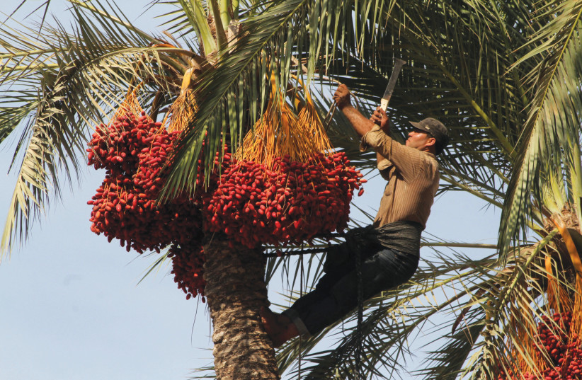  3. TAMAR – BEAUTY and sustenance: Collecting dates from palm trees.  (photo credit: RAHIM KHATIB/FLASH90)