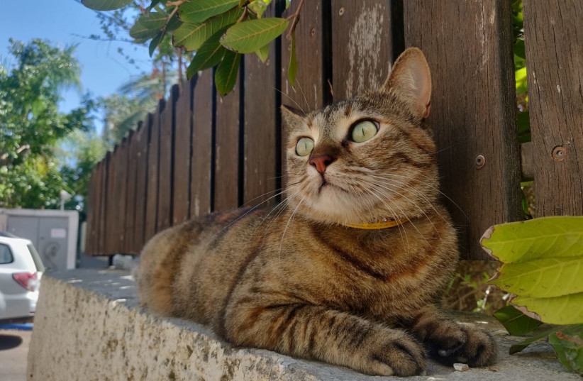  Caspian the cat frequently takes trips outside, but she never strays too far from home. (credit: LIAT FRUMAN)