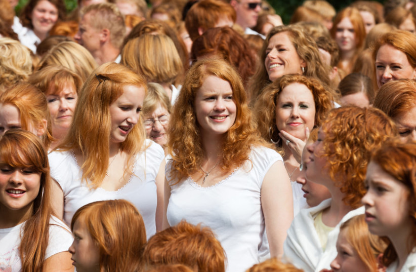  Redheads (photo credit: Wikimedia Commons)