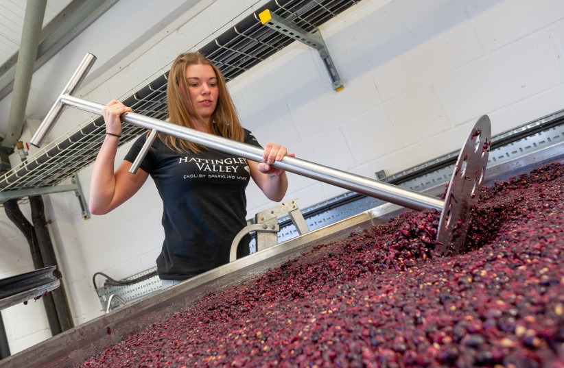  ‘PUNCHING DOWN’: Winemaking at Hattingley Valley Winery in Hampshire. (photo credit: Hattingley Valley)