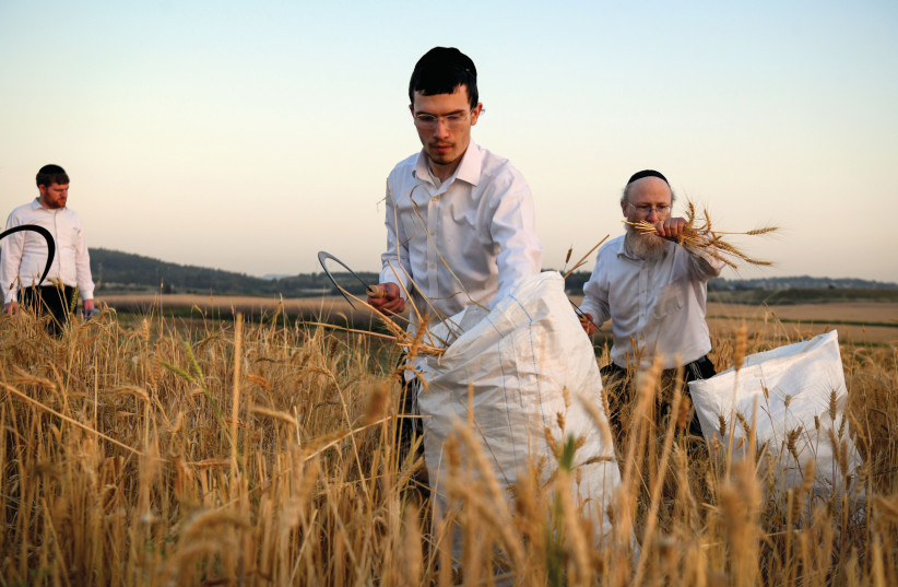  THE HARVEST that grows in the seventh year does not belong to the farmer.  (photo credit: YOSSI ZELIGER/FLASH90)
